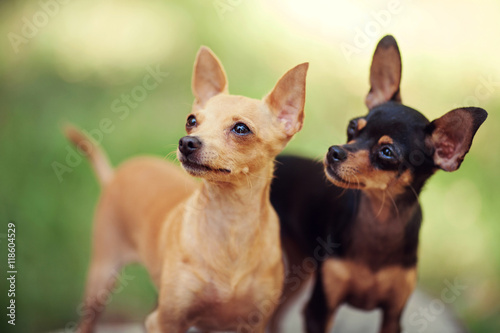 One beautiful small russian toy terrier dog outdoors on summer sunny day