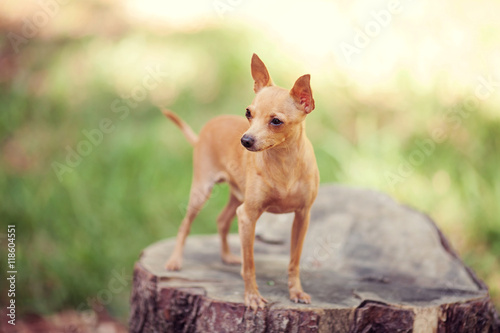 One beautiful small russian toy terrier dog outdoors on summer sunny day photo