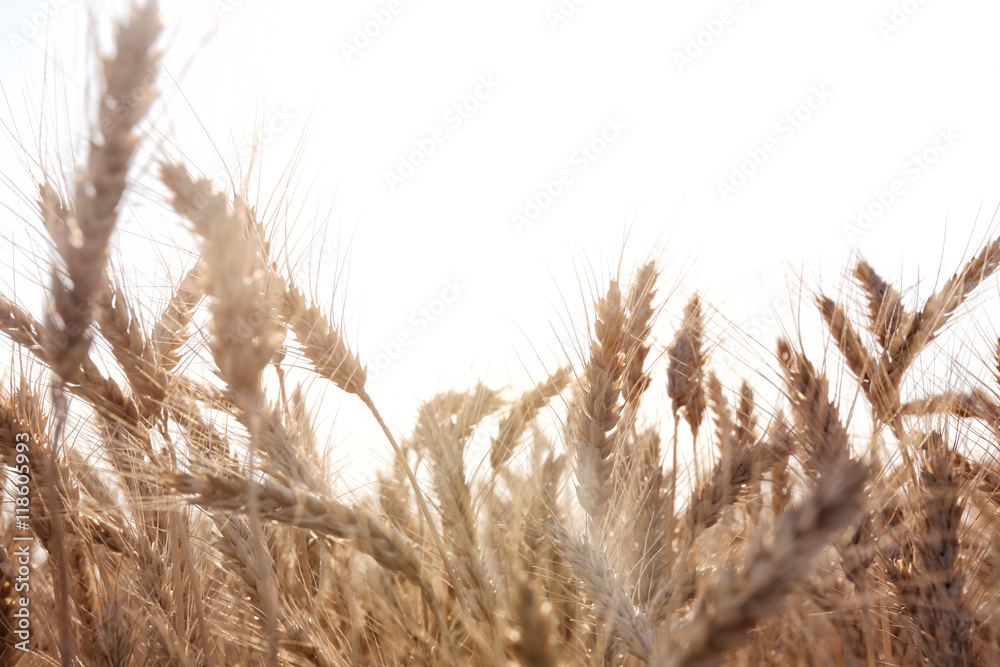 Fototapeta premium Beautiful wheat field