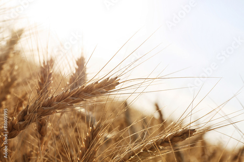Fototapeta Naklejka Na Ścianę i Meble -  Beautiful wheat field