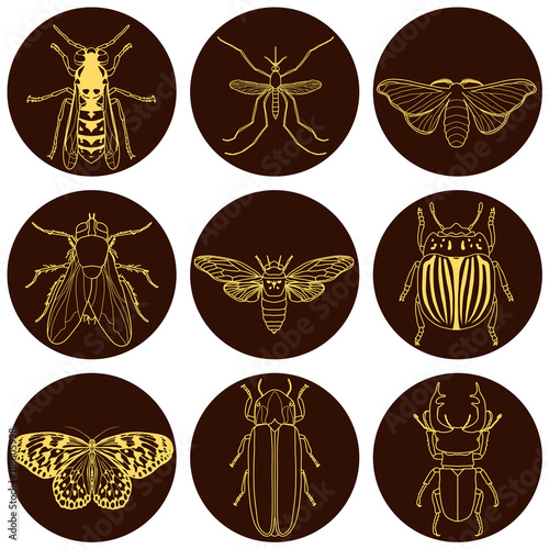 insect icons set. Cicada and stag beetle, firefly and wasp, fly and paperkite butterfly, colorado beetle and mosquito,