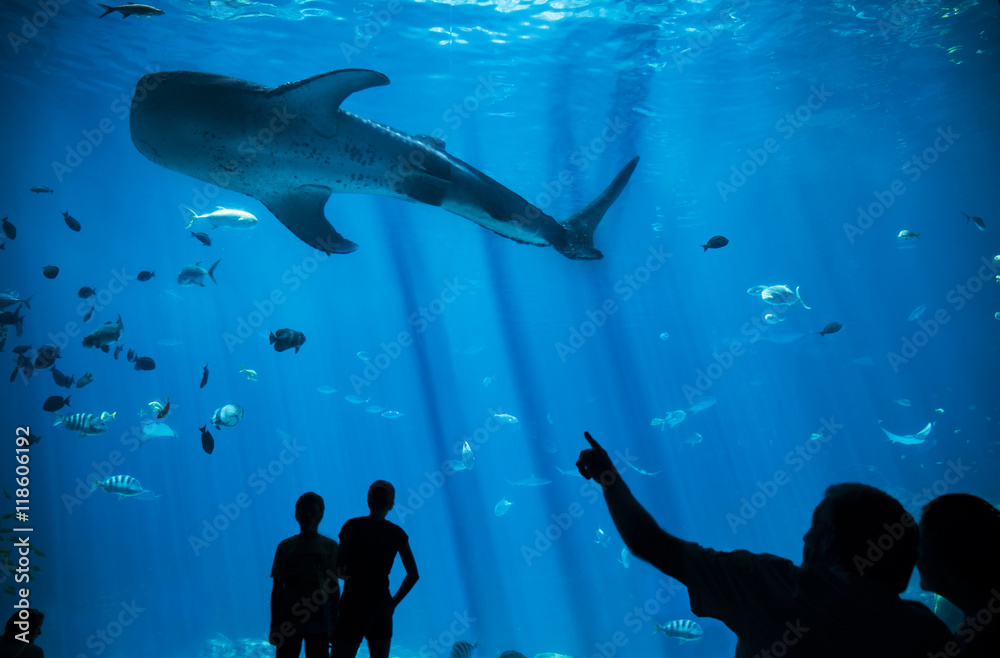 Naklejka premium Sylwetka człowieka, wskazując na ogromny rekin wielorybi w akwarium, akwarium