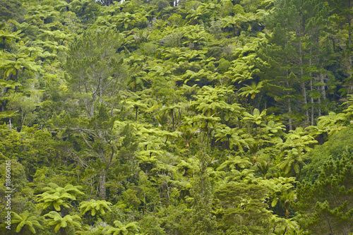 Fern Tree jungle, New Zealand