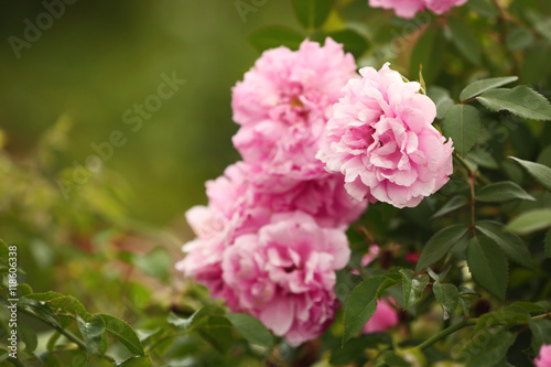 Pink roses bush on blurred background © Africa Studio