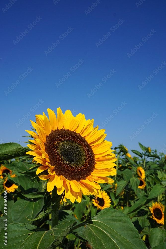 Sonnenblume StockFoto Adobe Stock