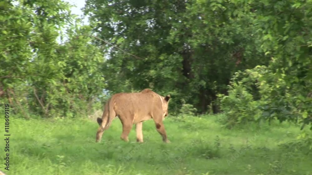 Lion wild dangerous mammal africa savannah Kenya Lion wild dangerous mammal africa savannah Kenya