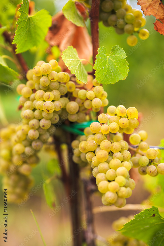 white grapes in the vineyard on a farm white grapes in the vineyard on a farm