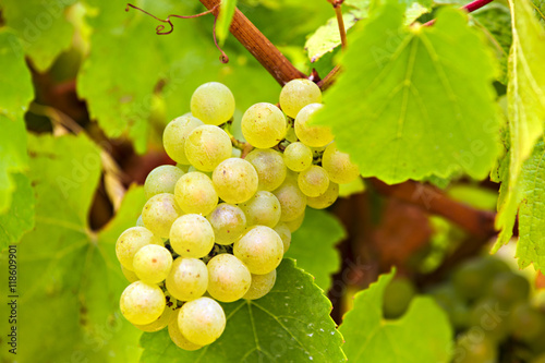 white grapes in the vineyard on a farm