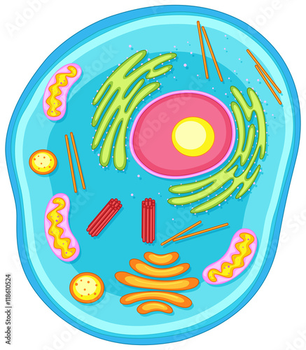 Animal cell diagram in colors
