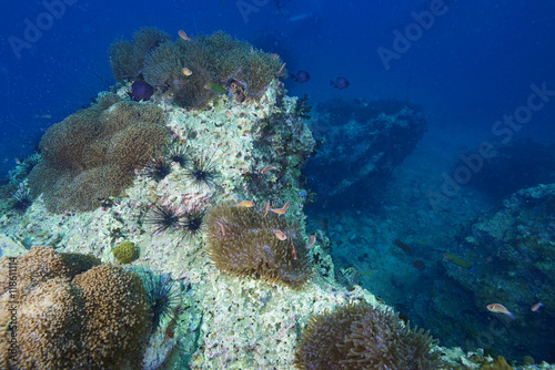 reef coral and reef fish