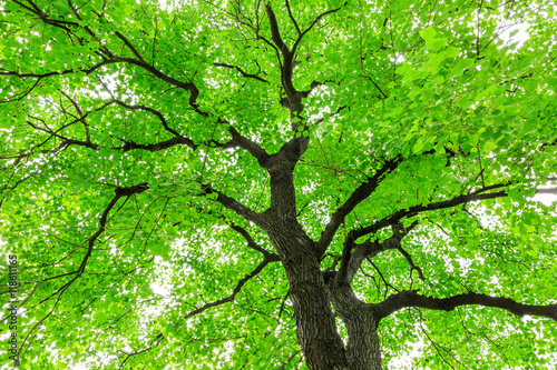 Green Sapium sebiferum tree grows in the forest