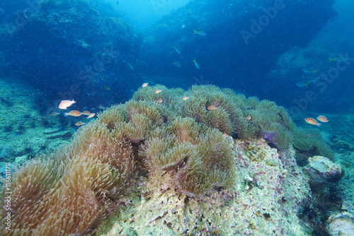reef coral and reef fish