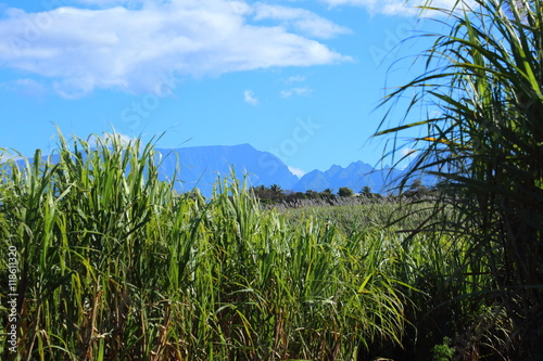 champs de canne à sucre