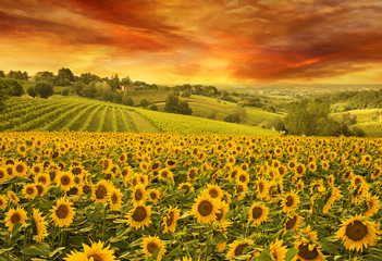 Sierkussen Geel Zonnebloemenveld Italiaanse heuvels bij zonsondergang  © Paulista