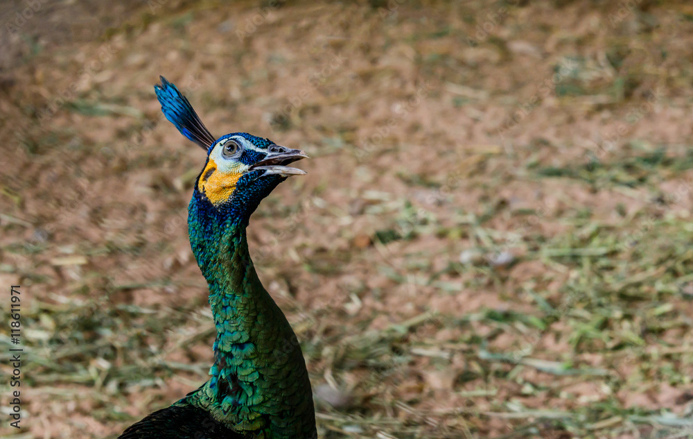 Fototapeta premium Blue peacock portrait