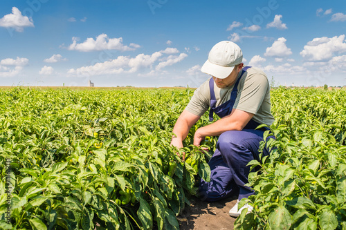Foto farmer in pepper fields