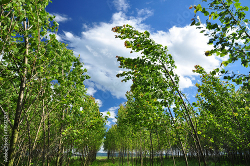Cuadro en lienzo Wind trees windy weather