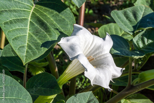 Фотография Herbe diable - Datura metel
Herbe diable à l'île de la Réunion.