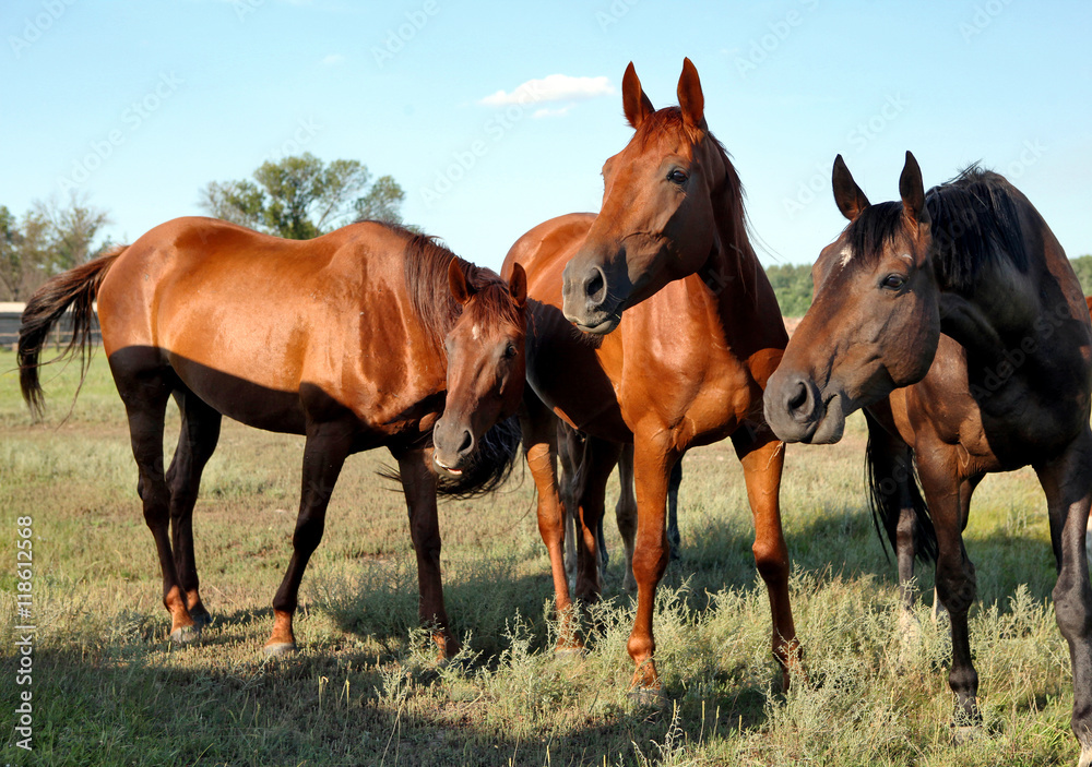 A horse walks in the field. The foal is walking with his parents A horse walks in the field. The foal is walking with his parents