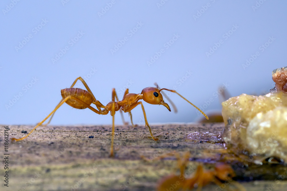 ants find and move around their food