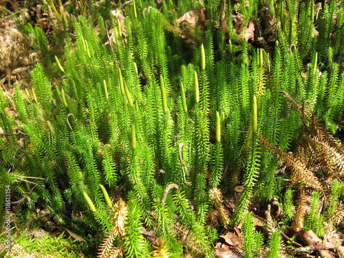 Overgrown moss , Polytrichum commune. photo