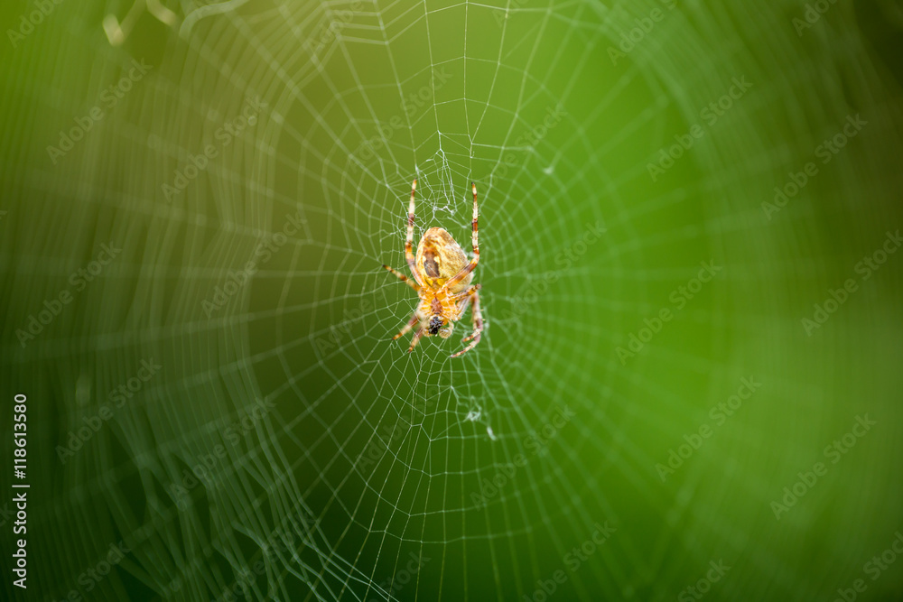the web is a big beautiful spider on green background the web is a big beautiful spider on green background