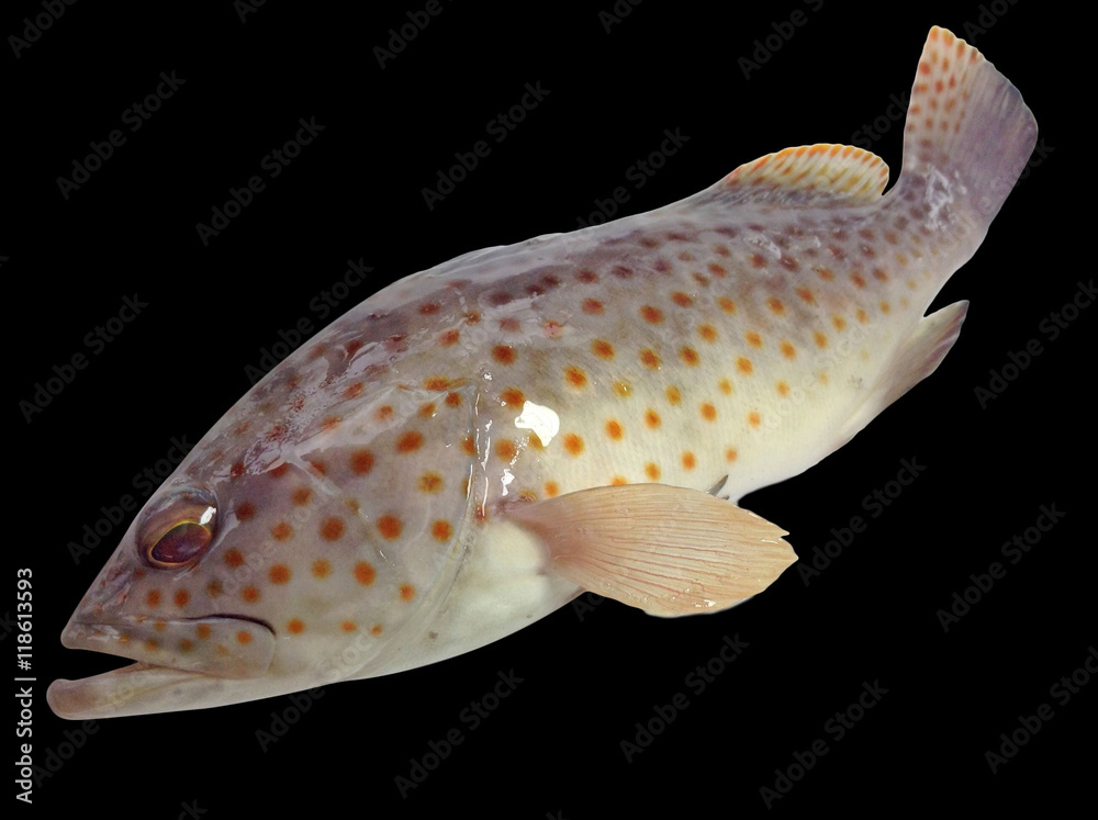 Tropical grouper fish,orange spotted rock cod fish Stock Photo Adobe