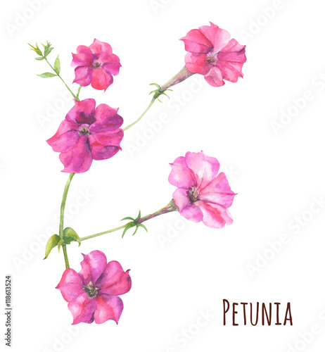 Petunia purple flowers on white background, watercolor painting, botanical illustration, vintage