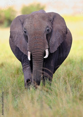 Elephant very close from photographer in the beautiful nature habitat, this is africa, african wildlife, endangered species