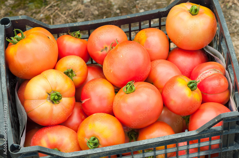 Close-up of ripe eco tomatoes freshly harvested