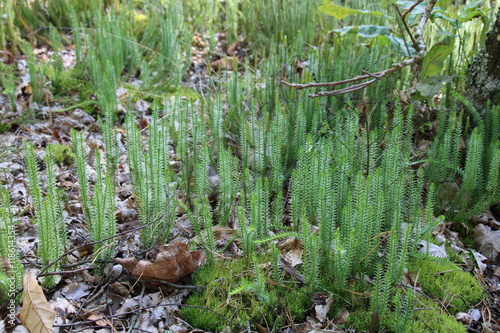 Overgrown moss , Polytrichum commune. photo