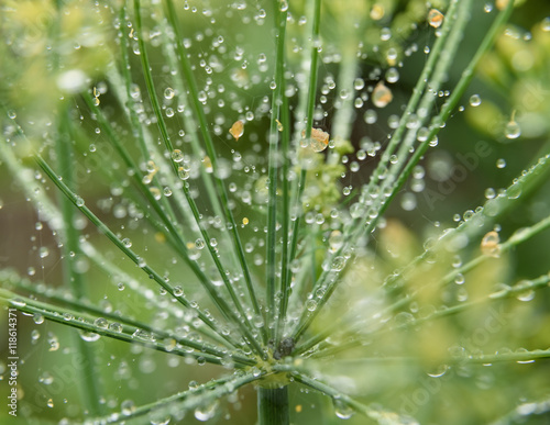 dill in garden covered with droplets after a rain