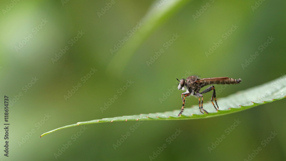 Macro portrait of a horsefly on a long, thin, green leaf against a blurred background Macro portrait of a horsefly on a long, thin, green leaf against a blurred background