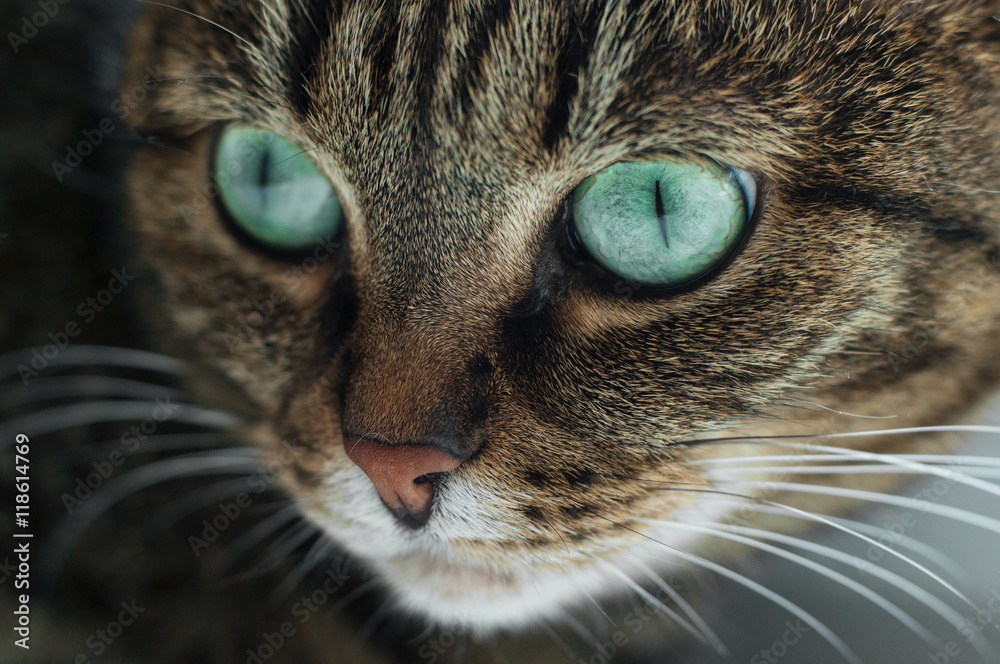 A portrait of a beautiful green eyed tabby cat.