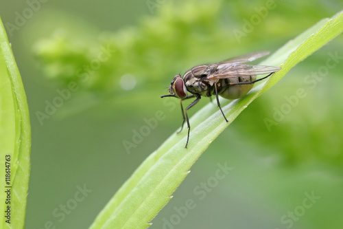 Fly carrying eggs in abdomen on a strand of grass