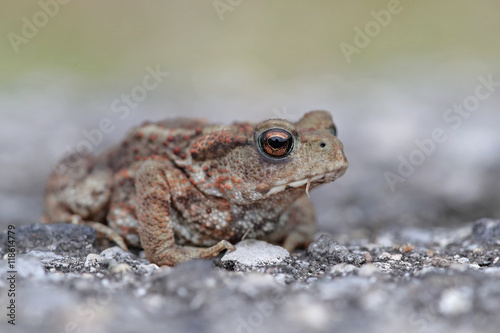 Common baby toad, Bufo Bufo, portrait