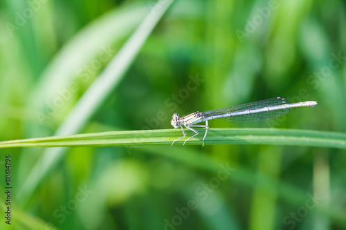 Damsefly Sympecma fusca, dragonfly on green plant. macro view, shallow depth of field