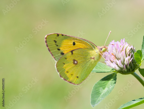 Yellow butterfly Colias hyale pale clouded on clover flower. Summer time landscape. macro view