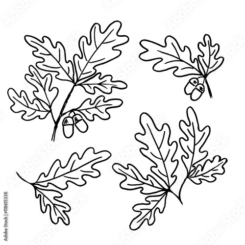 decorative sketch of oak leaves