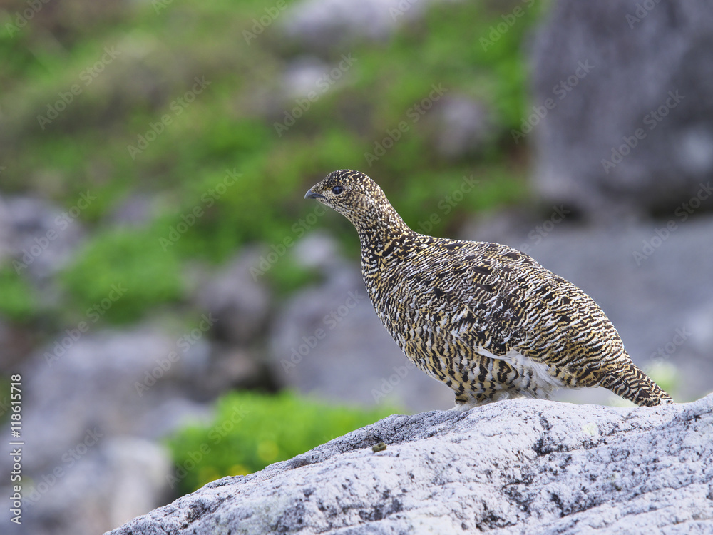 ライチョウ雌(Rock Ptarmigan) ライチョウ雌(Rock Ptarmigan)