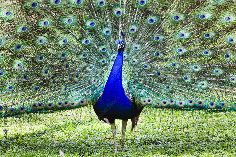 Obraz premium Bird Peacock