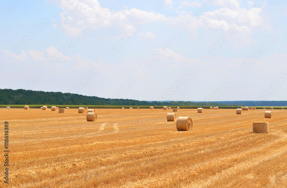 bales of hay in the field