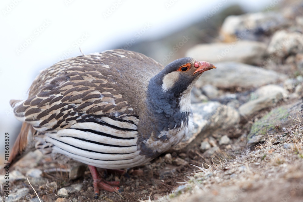 Tibetan Snowcock,Sagarmata National Park, Solu Khumbu, Nepal Tibetan Snowcock,Sagarmata National Park, Solu Khumbu, Nepal