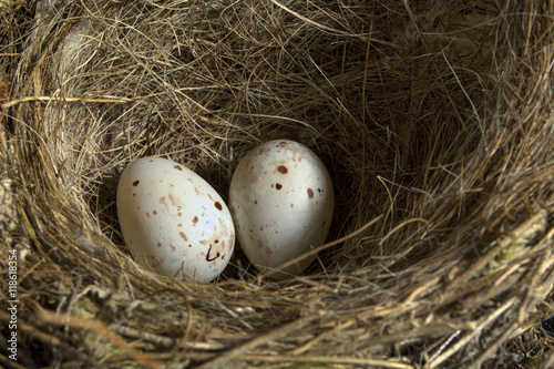 Close Up Detail of a Blackbird Nest with Two Eggs