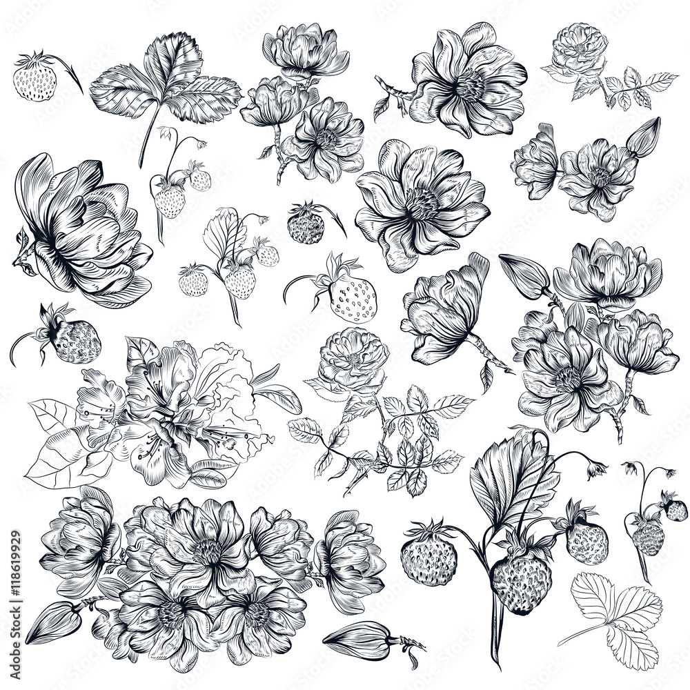 Fototapeta premium Vector pack of engraved high detailed flowers for design