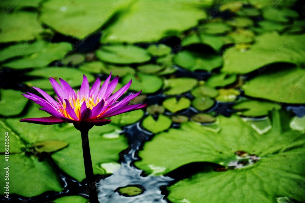 Pink lotus blossoms blooming on pond Pink lotus blossoms blooming on pond