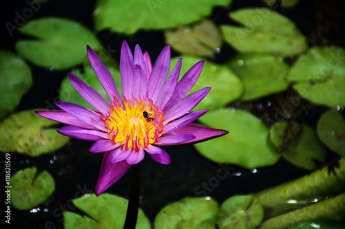 Pink lotus blossoms blooming on pond