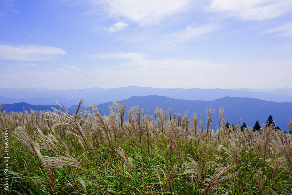 Japanese pampas grass at Oishi-kogen Highland,Wakayama Japan
