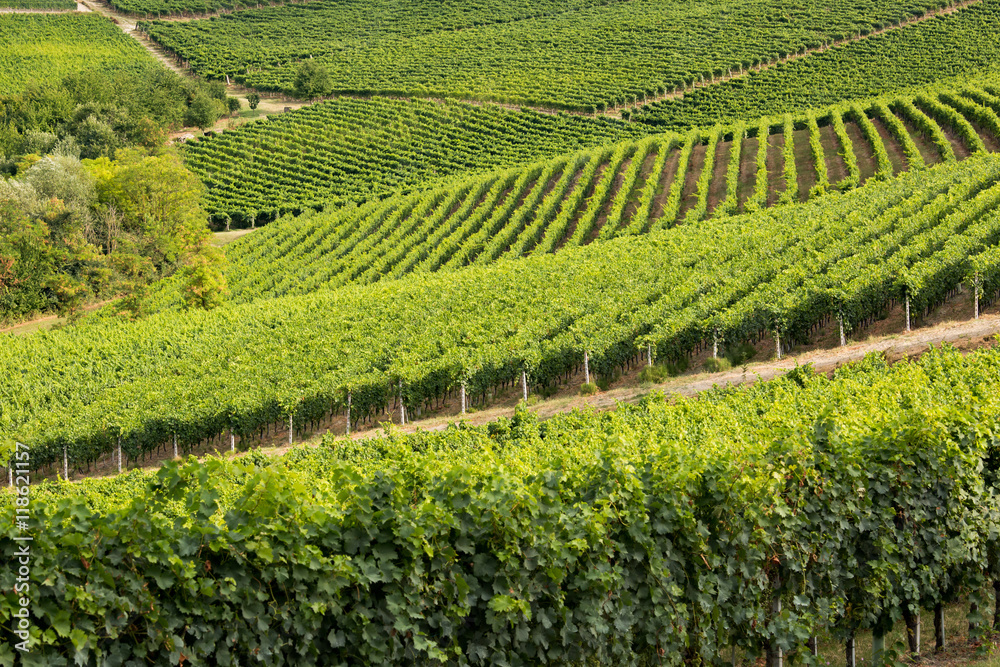 Geometric view of vineyards on rolling hills