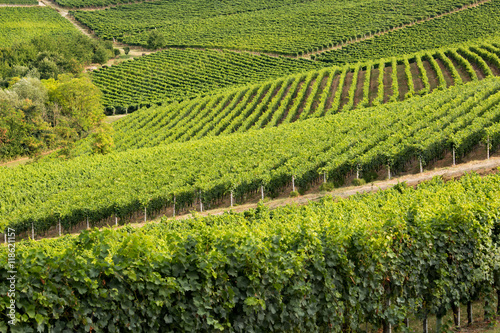 Geometric view of vineyards on rolling hills